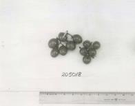 Click for 1 image(s) for this accession. FRUIT